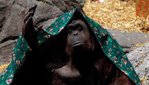 An orangutan named Sandra, covered with a blanket, gestures inside its cage at Buenos Aires' Zoo