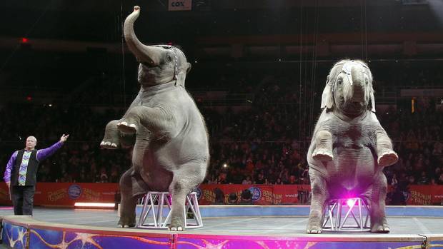 Asian elephants perform for the final time in the Ringling Bros. and Barnum & Bailey Circus on May 1 in Providence, R.I. (Bill Sikes/Associated Press)