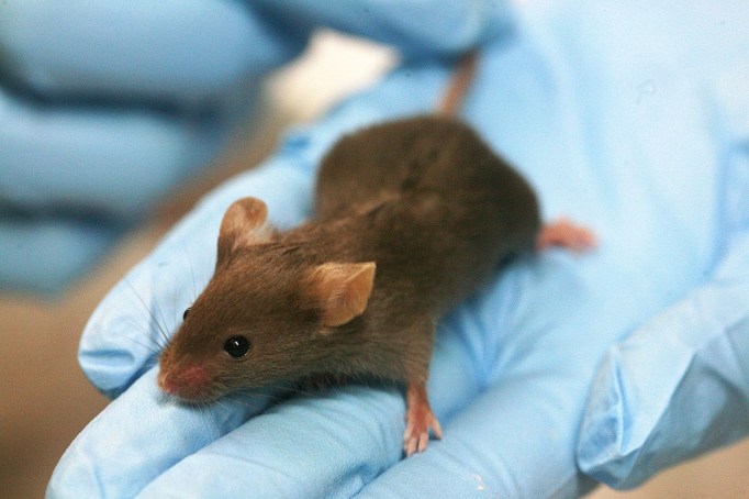 A lab mouse used for testing. Photo courtesy of Rama, Creative Commons.