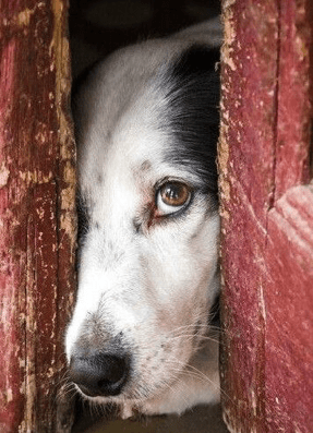 what-is-queens-hiding