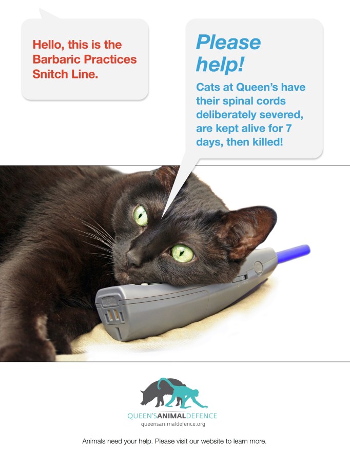 barbaric-practices-snitch-line-cats2