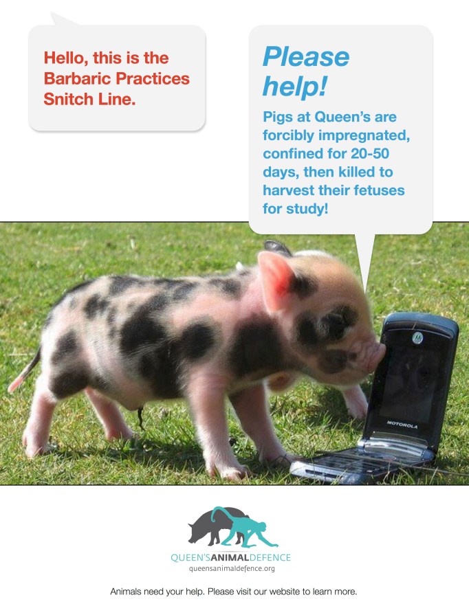 barbaric-practices-snitch-line-pigs2