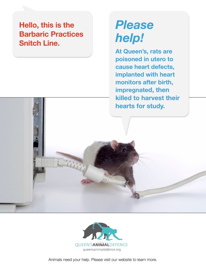 barbaric-practices-snitch-line-rats2